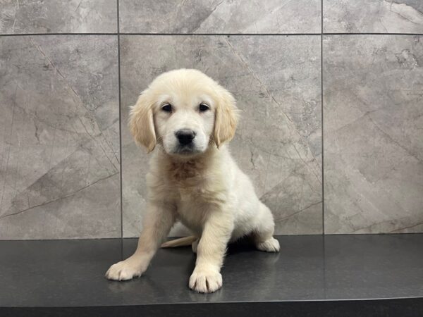 Golden Retriever DOG Female Golden 29586 Petland Frisco, Texas