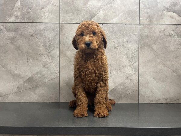 Goldendoodle 2nd Gen-DOG-Male-Red-29575-Petland Frisco & Mckinney, Texas