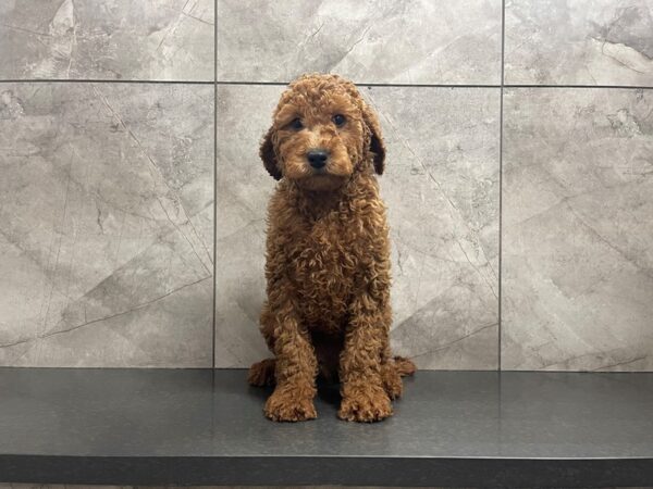 Goldendoodle 2nd Gen DOG Male Red 29575 Petland Frisco, Texas