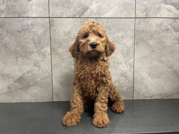 Goldendoodle 2nd Gen-DOG-Male-Red-29574-Petland Frisco, Texas