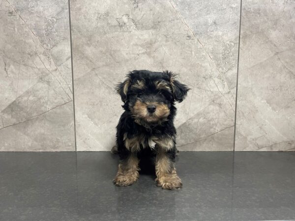 Havapoo-DOG-Male--29589-Petland Frisco & Mckinney, Texas