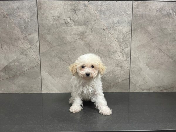 Havapoo-DOG-Female-White-29588-Petland Frisco, Texas