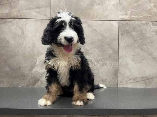 Mini Bernardoodle DOG Male Tri 29583 Petland Frisco, Texas