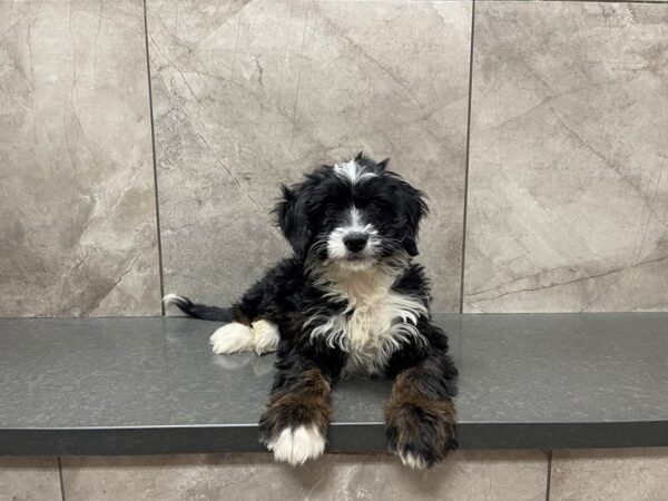 Mini Bernardoodle DOG Female Tri 29584 Petland Frisco, Texas