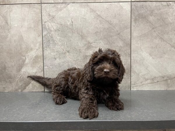 Mini Newfypoo DOG Male Chocolate 29585 Petland Frisco, Texas