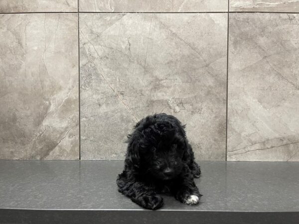 Miniature Aussiedoodle-DOG-Male-Black-29567-Petland Frisco & Mckinney, Texas