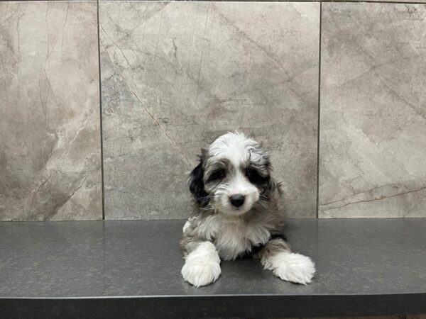 Miniature Aussiedoodle DOG Female Blue Merle 29565 Petland Frisco, Texas