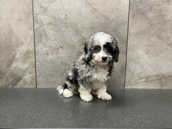 Miniature Aussiedoodle DOG Male Black 29568 Petland Frisco, Texas