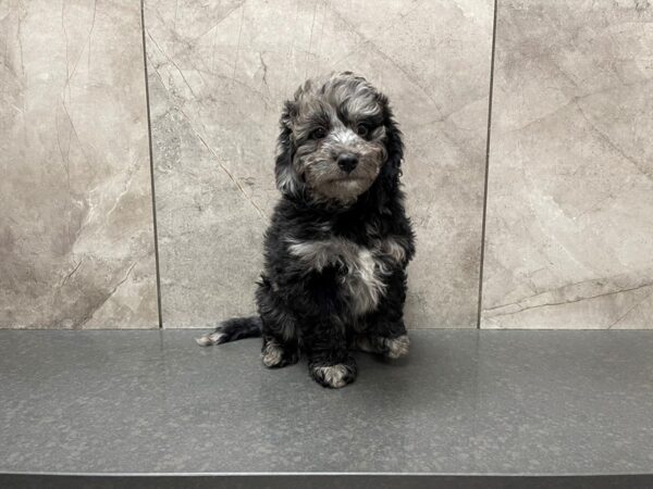 Miniature Aussiedoodle-DOG-Male-Blue Merle-29566-Petland Frisco & Mckinney, Texas