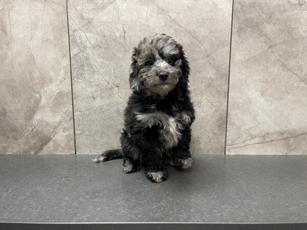 Miniature Aussiedoodle DOG Male Blue Merle 29566 Petland Frisco, Texas