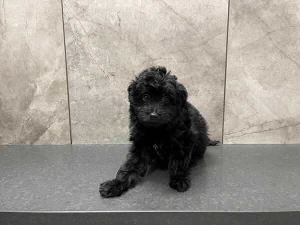 Miniature Aussiedoodle DOG Female Black 29563 Petland Frisco, Texas