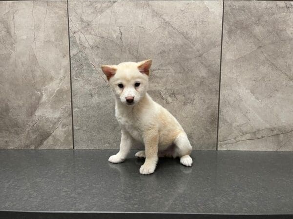 Shiba Inu-DOG-Male-Cream-29572-Petland Frisco, Texas