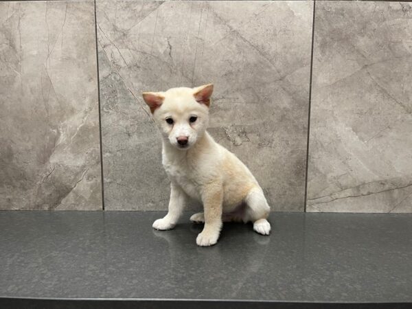 Shiba Inu DOG Male Cream 29572 Petland Frisco, Texas