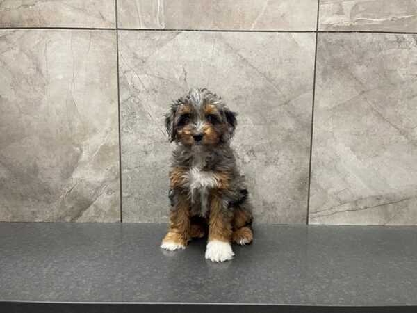 Aussiepoo-DOG-Female--29517-Petland Frisco, Texas