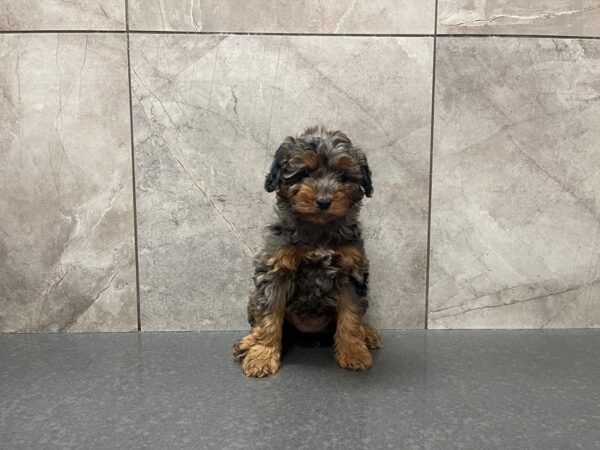 Aussiepoo-DOG-Female--29515-Petland Frisco & Mckinney, Texas