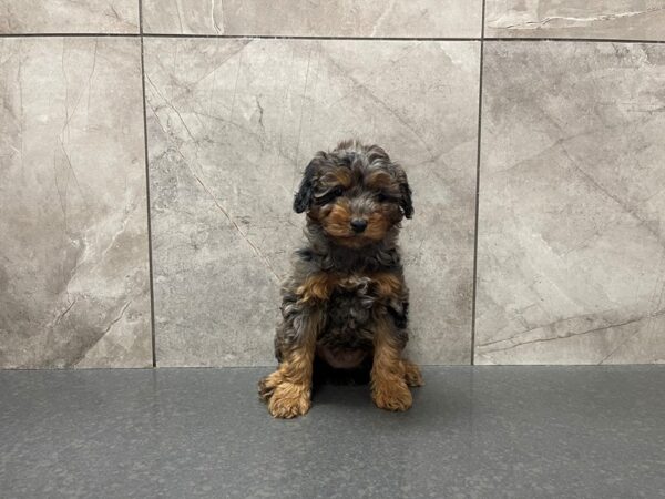 Aussiepoo-DOG-Female--29515-Petland Frisco, Texas