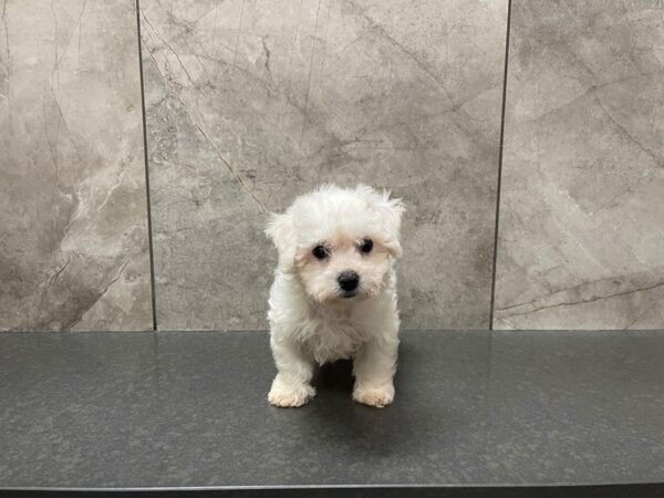 Bichon Frise-DOG-Female-White-29528-Petland Frisco & Mckinney, Texas