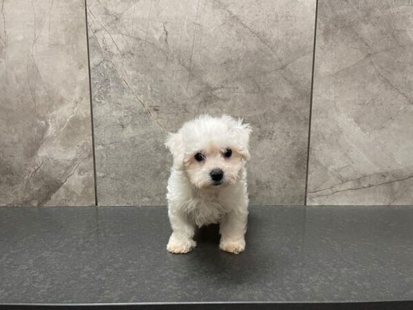 Bichon Frise DOG Female White 29528 Petland Frisco, Texas