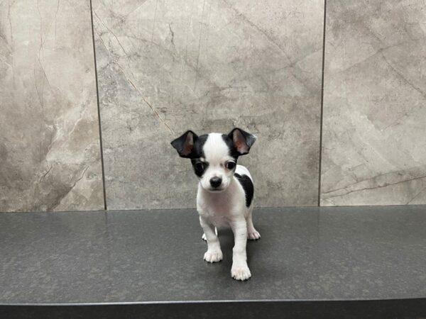 Chihuahua DOG Female White and Black 29531 Petland Frisco, Texas