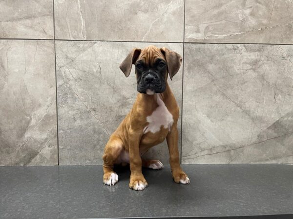 Boxer-DOG-Male-Fawn-29530-Petland Frisco & Mckinney, Texas