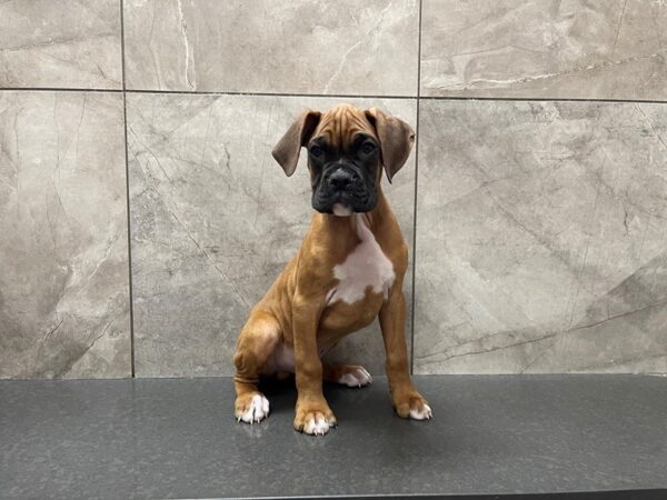 Boxer DOG Male Fawn 29530 Petland Frisco, Texas