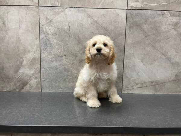 Cock A Poo-DOG-Male-Buff-29543-Petland Frisco & Mckinney, Texas