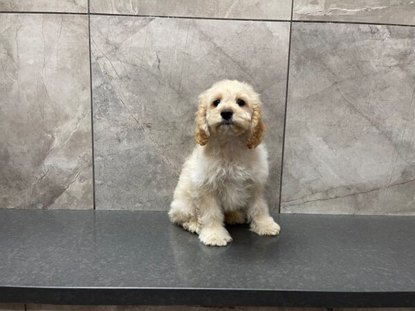 Cock A Poo-DOG-Male-Buff-29543-Petland Frisco, Texas