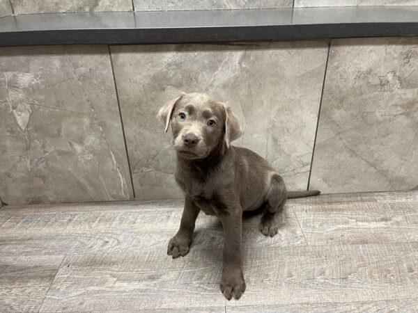 Labrador Retriever-DOG-Female-Silver-29505-Petland Frisco & Mckinney, Texas
