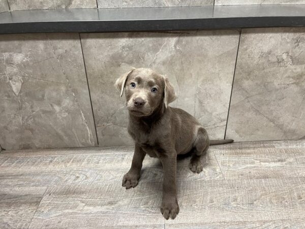 Labrador Retriever DOG Female Silver 29505 Petland Frisco, Texas