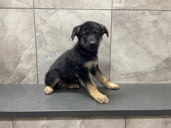 German Shepherd Dog-DOG-Male-Black and Tan-29551-Petland Frisco, Texas