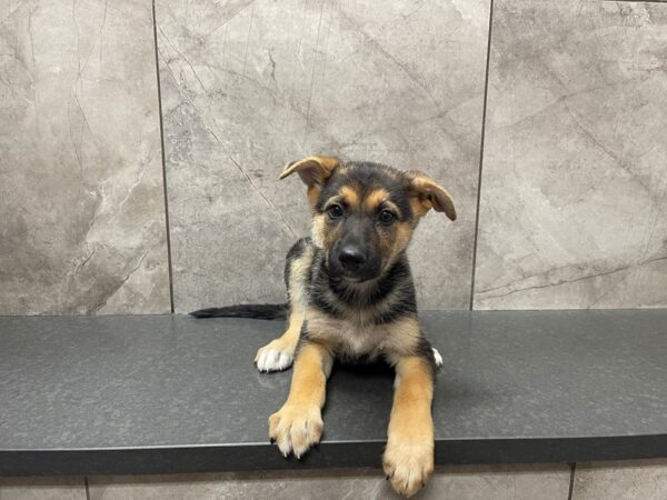 German Shepherd Dog DOG Female Black and Tan 29548 Petland Frisco, Texas