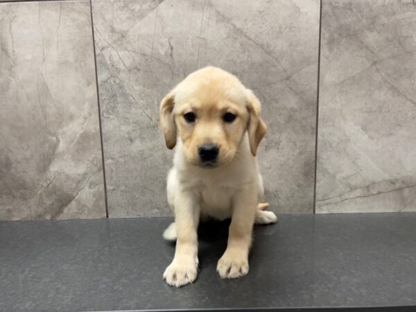 Labrador Retriever-DOG-Female-Yellow-29507-Petland Frisco & Mckinney, Texas