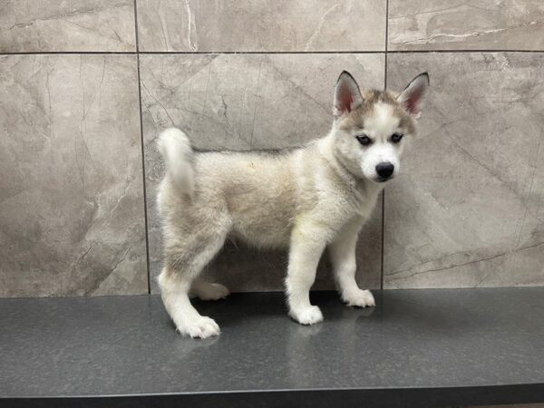 Siberian Husky-DOG-Male-Gray and White-29556-Petland Frisco & Mckinney, Texas