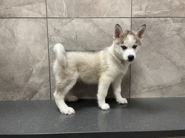 Siberian Husky DOG Male Gray and White 29556 Petland Frisco, Texas