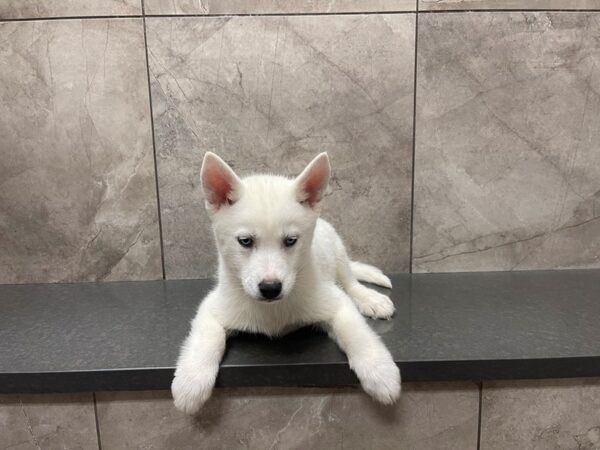 Siberian Husky-DOG-Male-White-29557-Petland Frisco & Mckinney, Texas