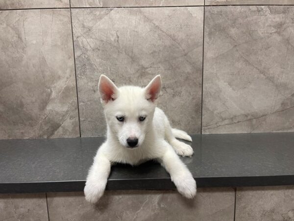 Siberian Husky DOG Male White 29557 Petland Frisco, Texas