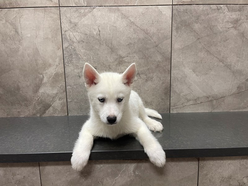 Siberian Husky Puppy White ID:29557 Located at Petland Frisco