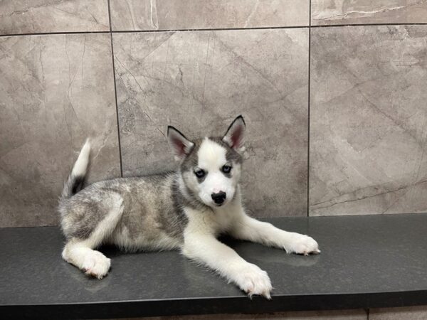 Siberian Husky DOG Female Gray and White 29558 Petland Frisco, Texas