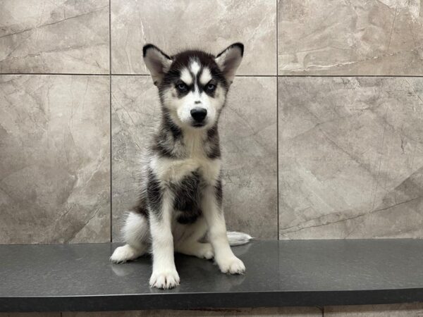 Siberian Husky-DOG-Female-Black / White-29536-Petland Frisco & Mckinney, Texas