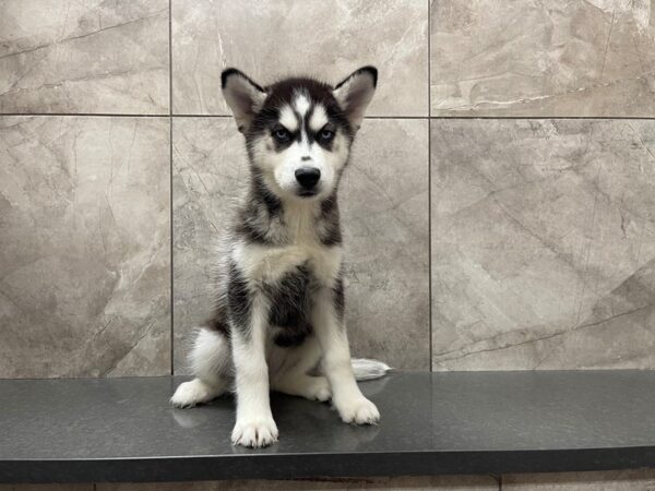 Siberian Husky DOG Female Black / White 29536 Petland Frisco, Texas