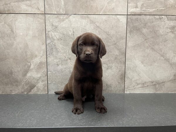 Labrador Retriever DOG Male Chocolate 29570 Petland Frisco, Texas