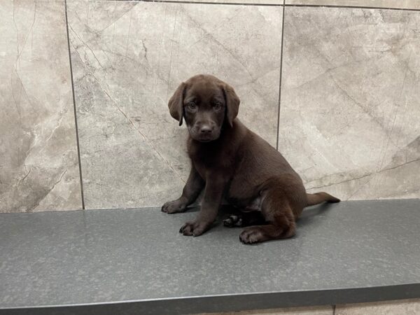 Labrador Retriever DOG Female Chocolate 29569 Petland Frisco, Texas