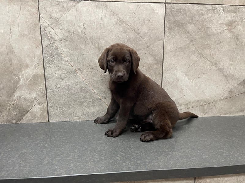 Labrador Retriever-DOG-Female-Chocolate-3550502-Petland Frisco, Texas