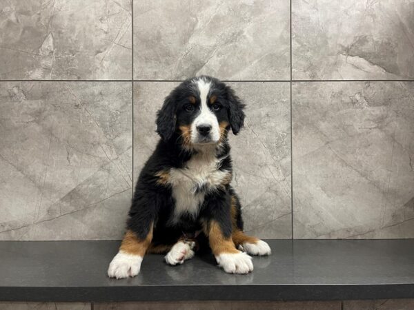 Bernese Mountain Dog-DOG-Male-Tri-29600-Petland Frisco & Mckinney, Texas