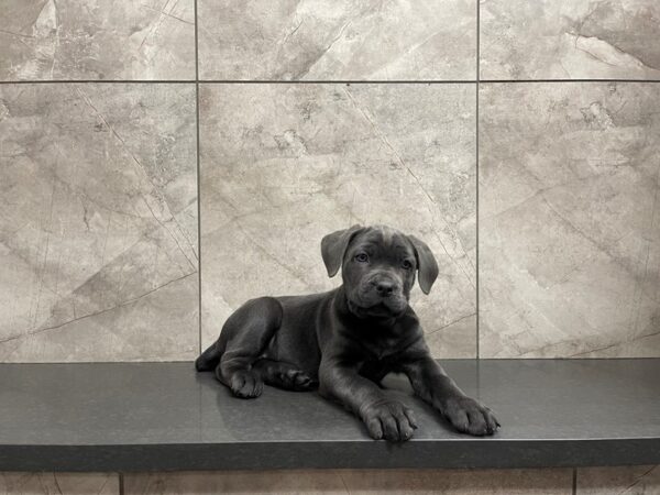 Cane Corso DOG Female Blue 29592 Petland Frisco, Texas