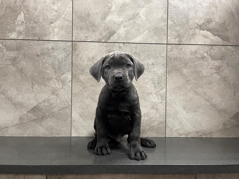 Cane Corso Puppy Blue ID29593 Located at Petland Frisco, Texas
