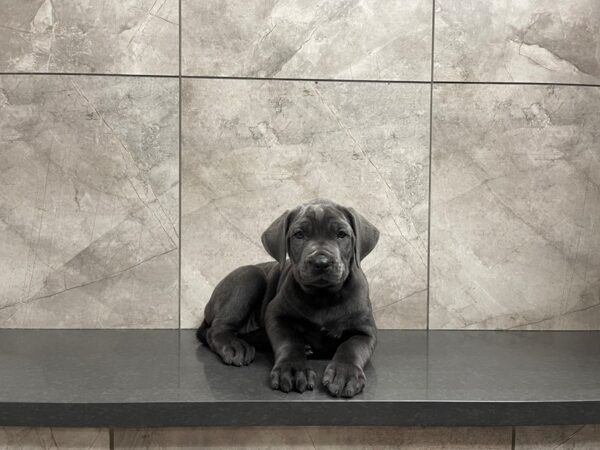 Cane Corso-DOG-Female-Blue-29590-Petland Frisco & Mckinney, Texas