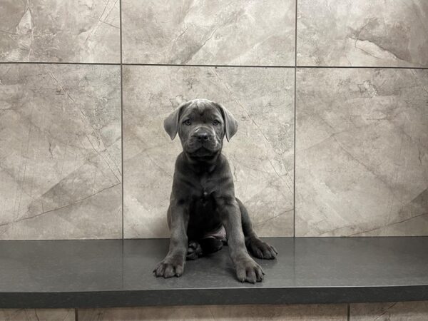 Cane Corso DOG Female Blue 29591 Petland Frisco & Mckinney, Texas