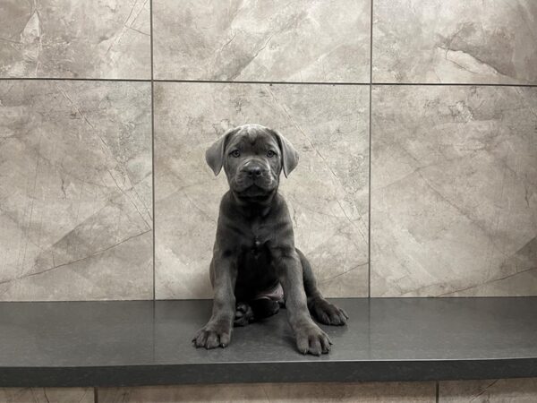 Cane Corso DOG Female Blue 29591 Petland Frisco, Texas