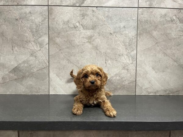 Cavapoo-DOG-Female--29607-Petland Frisco & Mckinney, Texas